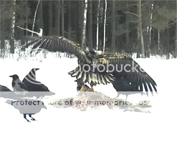 EAGLE WINTER FEEDING GROUND CAMERAS - Page 14 15016e