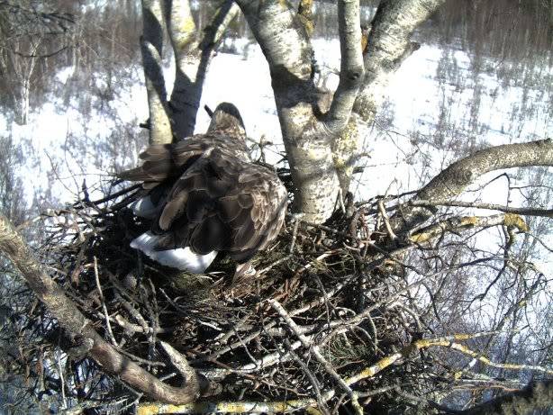 White-tailed Eagle Nest Camera 2011 1603112