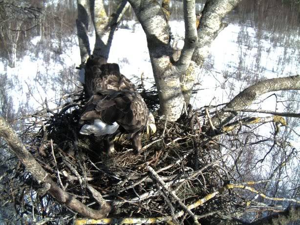 White-tailed Eagle Nest Camera 2011 1603114