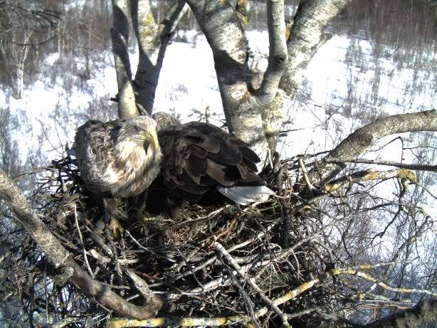 White-tailed Eagle Nest Camera 2011 1603115