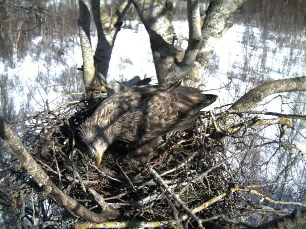 White-tailed Eagle Nest Camera 2011 1603118