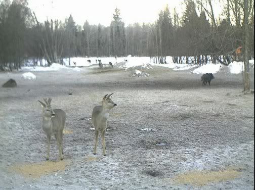 Second Estonian Wild Pig Cam 2010/11 in Lääne Virumaa - Page 11 160311deerpig2