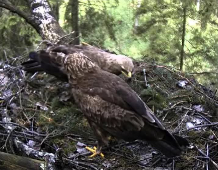 Black Stork Camera Lovers - Page 14 16052