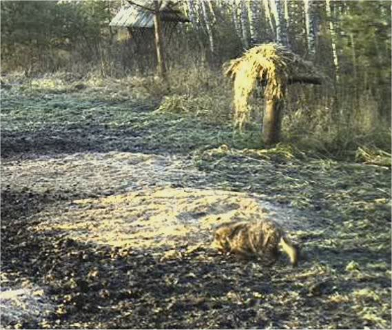  ESTONIAN WILD PIG CAM 2011 -2012 - Page 5 2011-11-20-1303