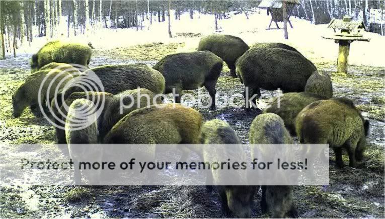 ESTONIAN WILD PIG CAM 2010 -2011 - Page 6 20110402boars1