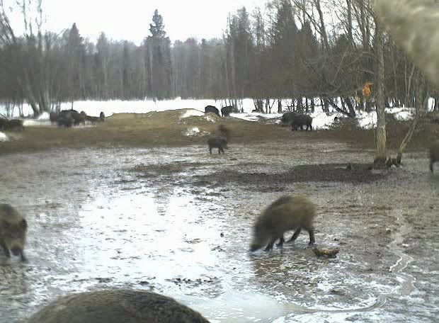 Second Estonian Wild Pig Cam 2010/11 in Lääne Virumaa - Page 12 20110402cam2nofood