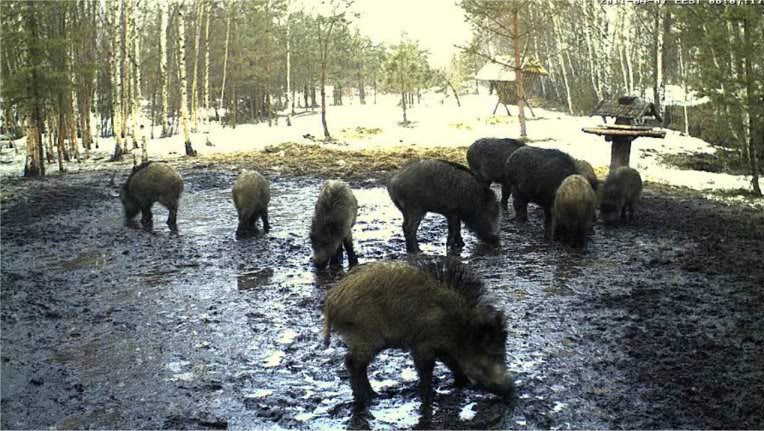 ESTONIAN WILD PIG CAM 2010 -2011 - Page 7 20110407morningpigs