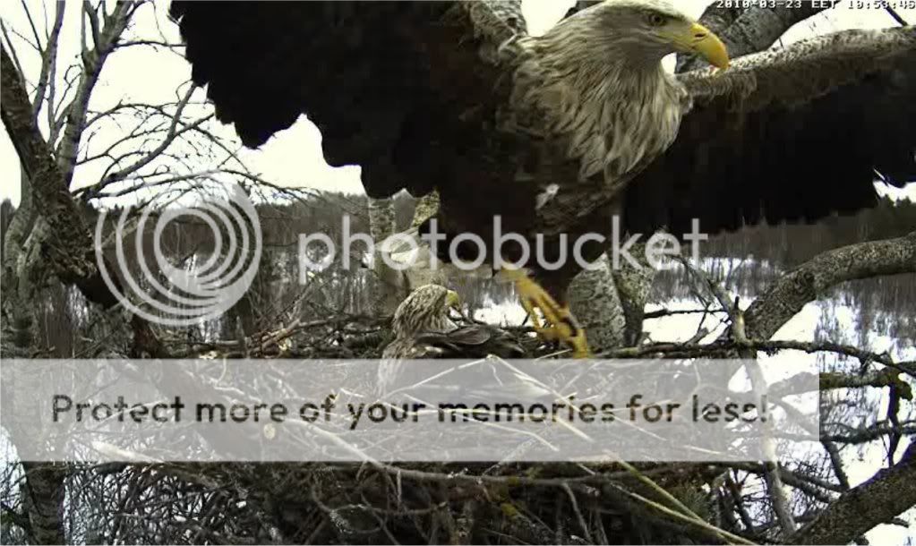 White-tailed Eagle Camera Lovers - Page 5 2303sulevleft