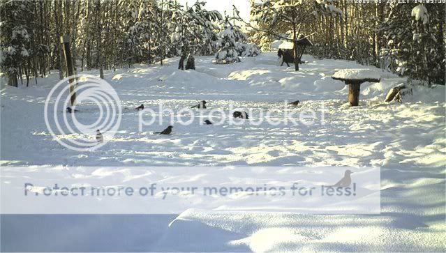 ESTONIAN WILD PIG CAM 2010 -2011 - Page 30 2601jays