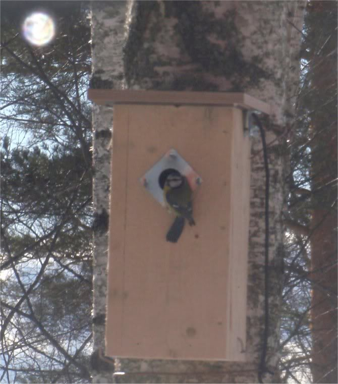 CAYSA's BIRDHOUSE CAM 280311c1