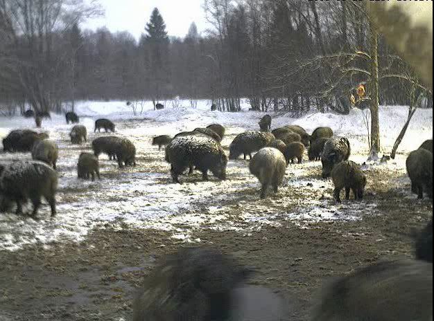 Second Estonian Wild Pig Cam 2010/11 in Lääne Virumaa - Page 12 290311snowypigs