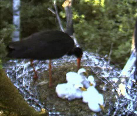 Black Stork Nest Cam 2 - Page 2 4beaks