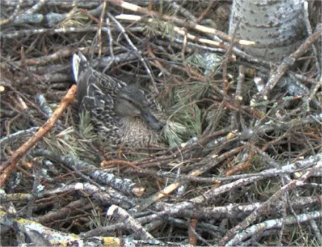 White-tailed Eagle Nest Camera 2011 - Page 5 54