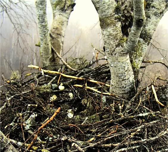 White-tailed Eagle Nest Camera 2011 - Page 5 55