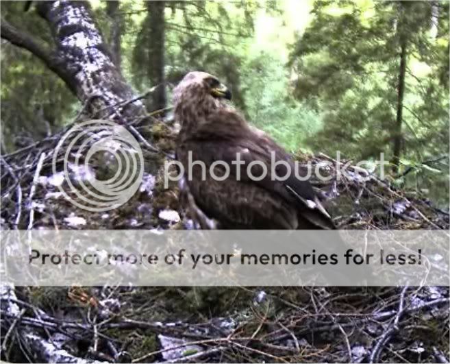 Black Stork Camera Lovers - Page 14 BSLSE25051