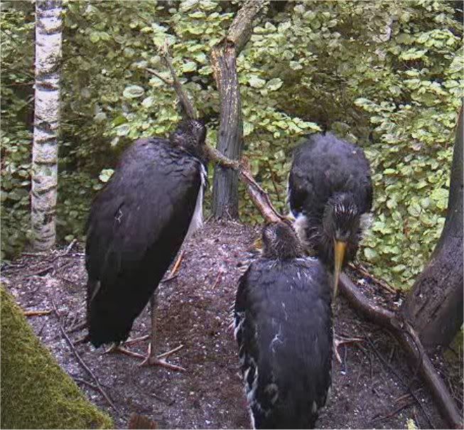 Black Stork Nest Cam 2 - Page 3 BSflying3