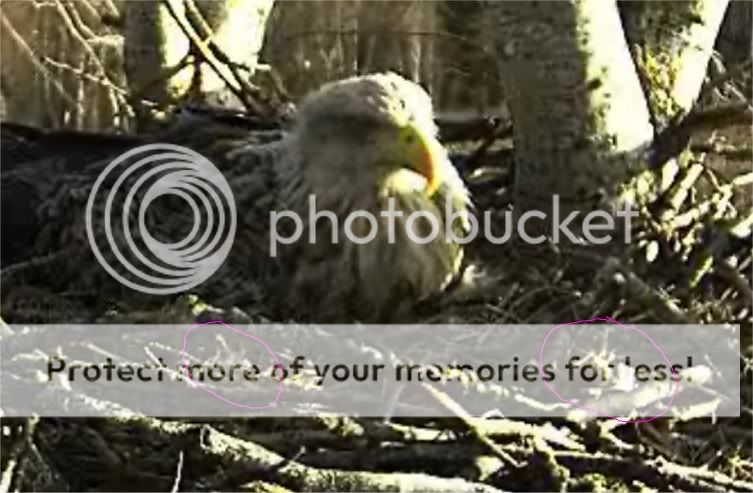 White-tailed Eagle Camera Lovers - Page 7 EAGLET1