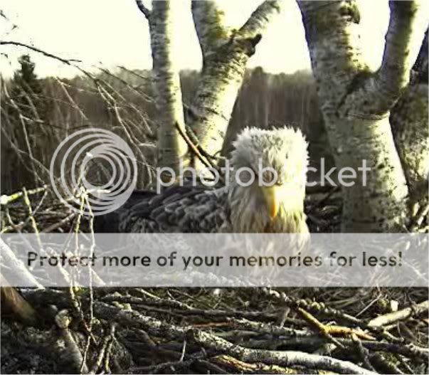 White-tailed Eagle Camera Lovers - Page 7 EAGLET2