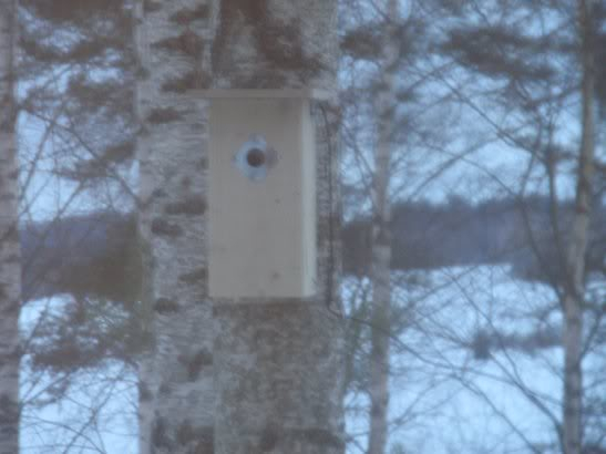 CAYSA's BIRDHOUSE CAM P3270113