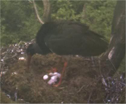 Black Stork Nest Cam 2 - Page 2 STORKLETS