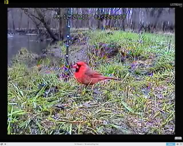 Critterwindow Cardinal