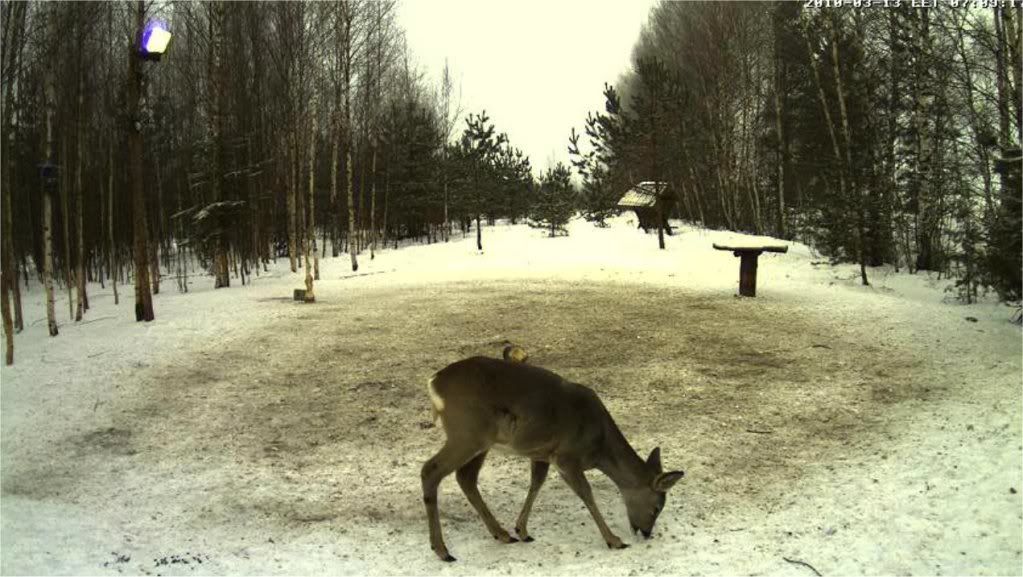 Estonian Wild Pig Cam 2010 - Page 6 Deer13032