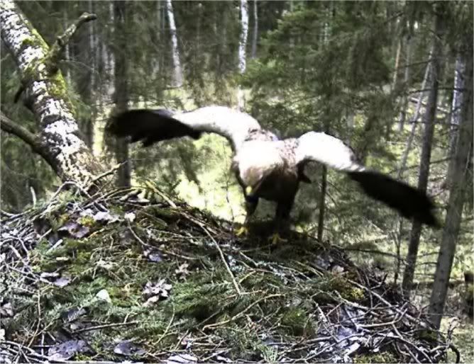 Black Stork Camera Lovers - Page 13 Femalearrived