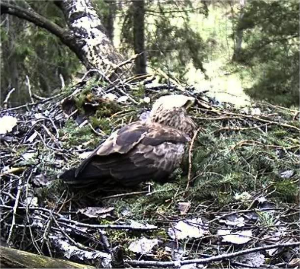 Black Stork Camera Lovers - Page 12 Femalenorings