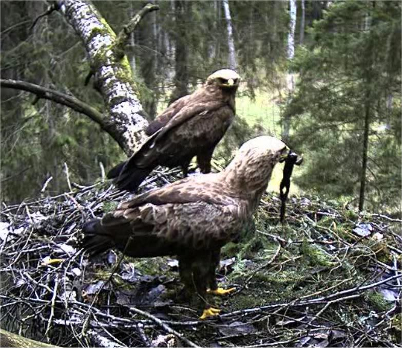 Black Stork Camera Lovers - Page 12 Frog