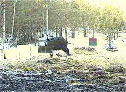 ESTONIAN WILD PIG CAM 2010 -2011 - Page 7 Funnyloner