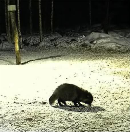 ESTONIAN WILD PIG CAM 2010 -2011 Furrytime