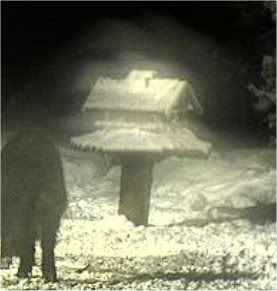 ESTONIAN WILD PIG CAM 2010 -2011 Glowingbirdhouse