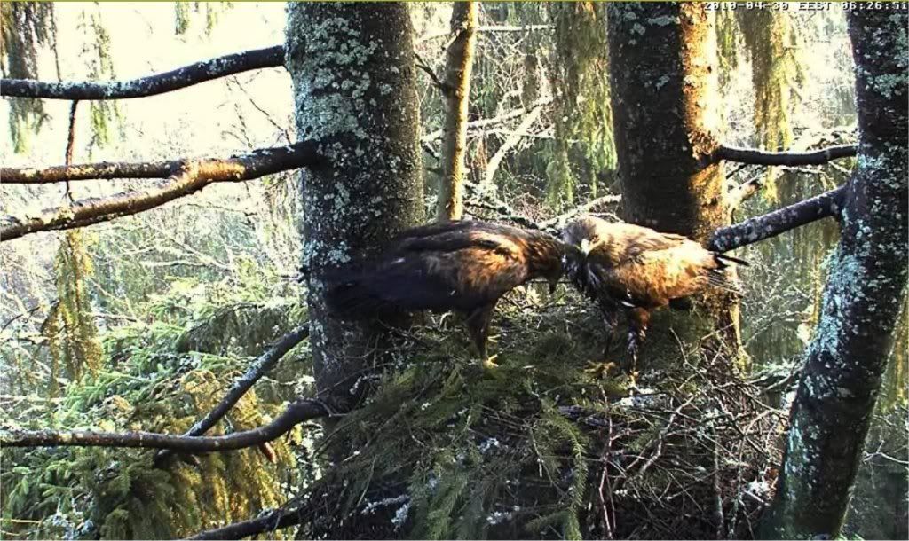 Lesser Spotted Eagle Camera Lovers / NEW: another cam in Latvia !! - Page 7 Goldeneagles