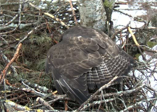 White-tailed Eagle Nest Camera 2011 - Page 3 Hh3