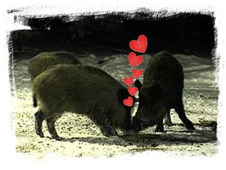 ESTONIAN WILD PIG CAM 2010 -2011 - Page 12 Kiss