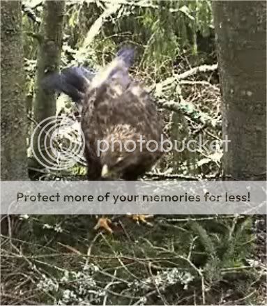 Lesser Spotted Eagle Camera Lovers / NEW: another cam in Latvia !! - Page 7 Koit1