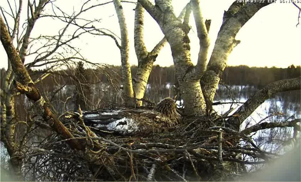 White-tailed Eagle Camera Lovers - Page 5 Linda22031