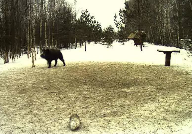 Estonian Wild Pig Cam 2010 - Page 10 Loner17031