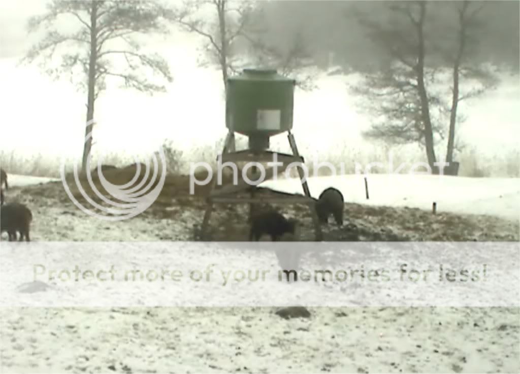 Wild Pig Camera Lovers/ ADDRESS CHANGED TO SWEDISH STREAMING CAM - Page 10 Manyswedishpigs