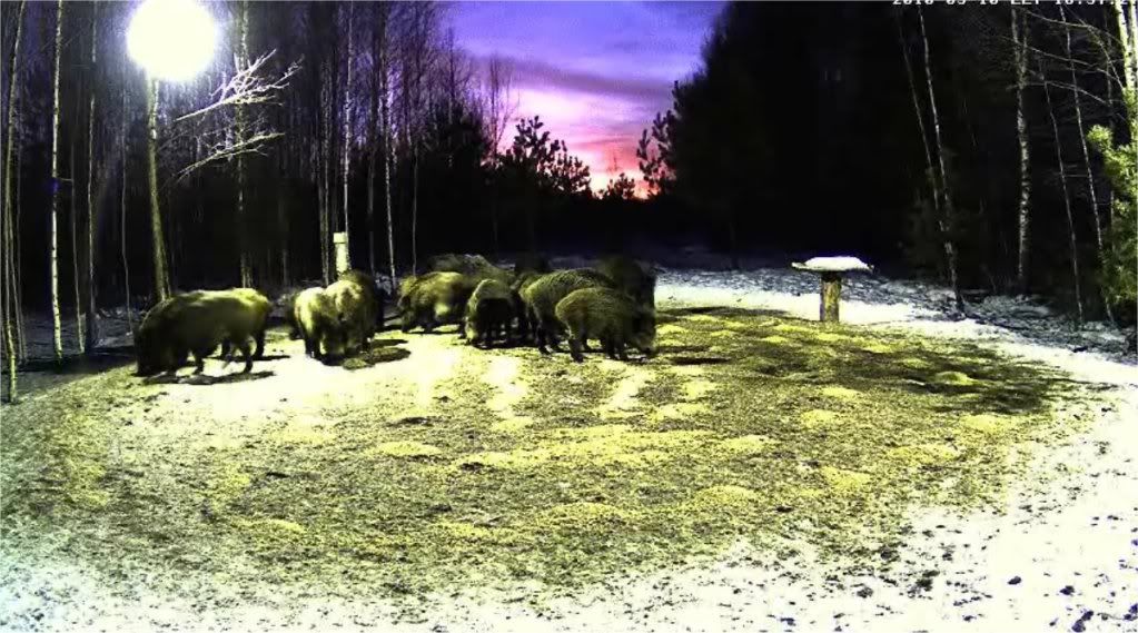 Estonian Wild Pig Cam 2010 - Page 3 Pigs1003