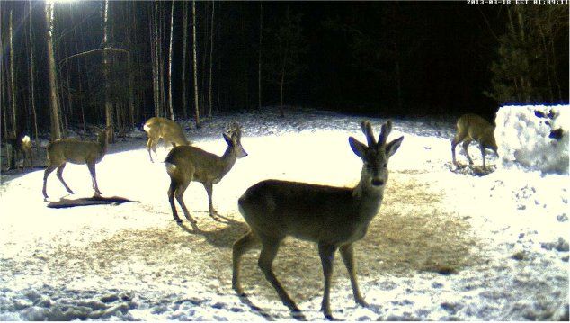 Boars cam, winter 2012 - 2013 - Page 26 18032_zps1fd2ce84