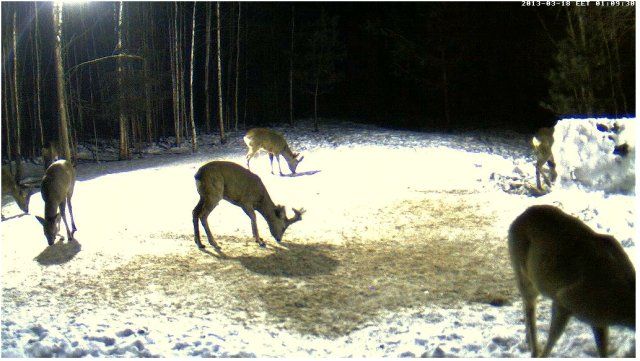 Boars cam, winter 2012 - 2013 - Page 26 18033_zpsdb28e4d0