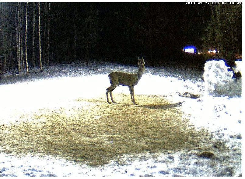 Boars cam, winter 2012 - 2013 - Page 29 Bravebuck_zps8e54f2c1