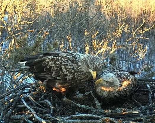 White-tailed Eagle Nest Cam 2013 Morningbirds_zpse281d40f