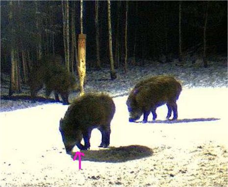 Boars cam, winter 2012 - 2013 - Page 11 Poorpig1_zps35872d83