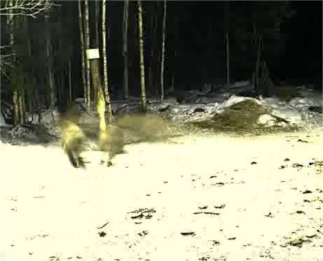 ESTONIAN WILD PIG CAM 2010 -2011 - Page 3 Speedy