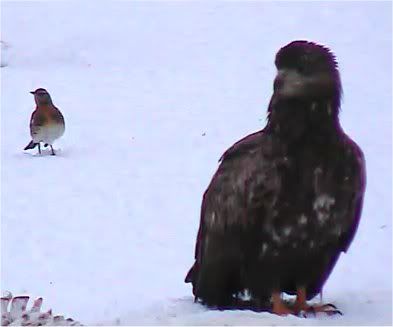 Eagle winter feeding ground camera 2012 - Page 4 Twobirds