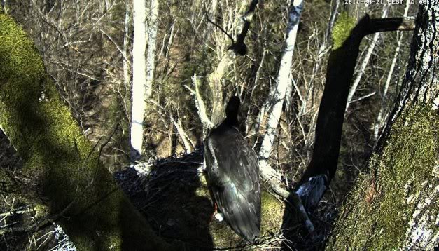 Black Stork Nest Cam 2 Vlcsnap-2011-04-21-15h00m49s0