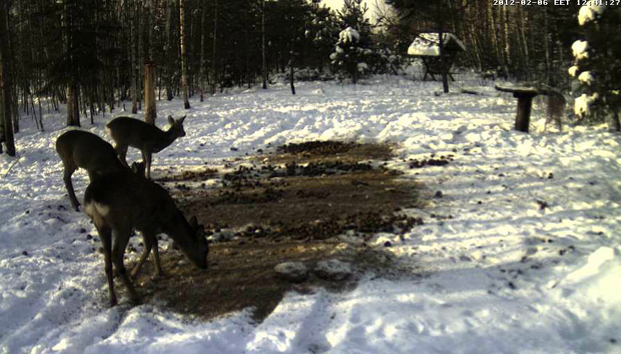  ESTONIAN WILD PIG CAM 2011 -2012 - Page 33 Vlcsnap-2012-02-06-12h41m53s86