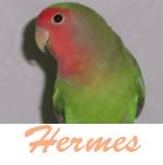 Listado de nombres Hermes